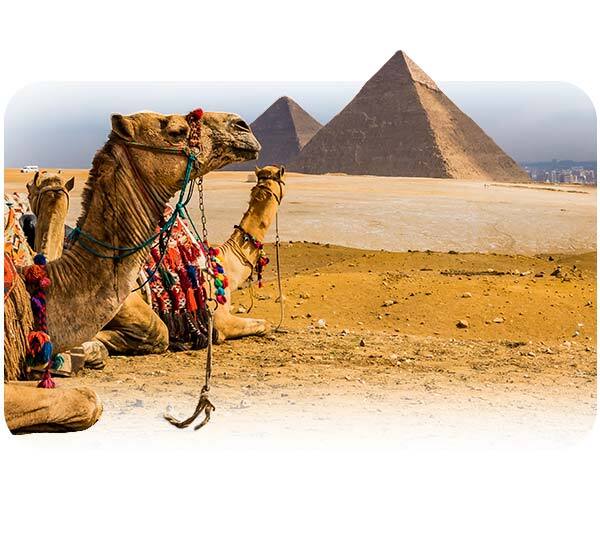 Camellos en Egipto con Pirámides de fondo